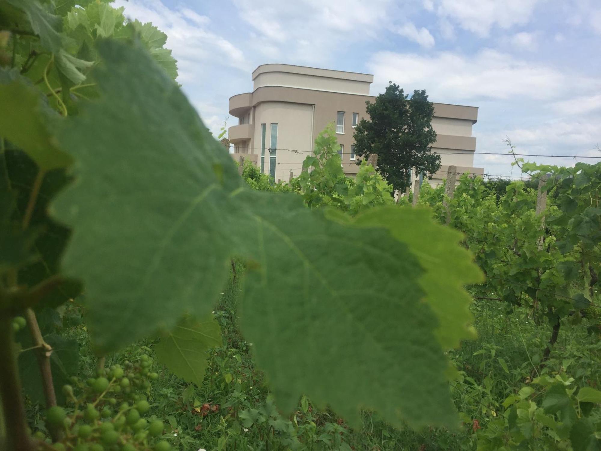 Villa Flowers Međugorje Eksteriør bilde